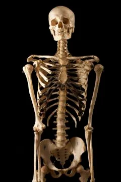 Human Skeleton Stock Photos