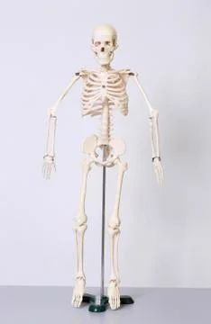 Human skeleton Stock Photos