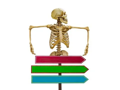Human skeleton with pointers in isolation on a white background Stock Photos