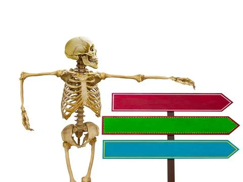 Human skeleton with pointers in isolation on a white background Stock Photos