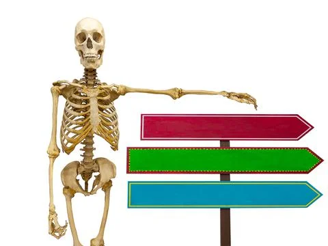 Human skeleton with pointers in isolation on a white background Stock Photos