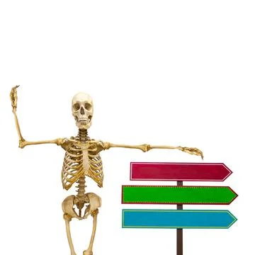 Human skeleton with pointers in isolation on a white background Stock Photos