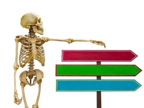 Human skeleton with pointers in isolation on a white background Foto stock