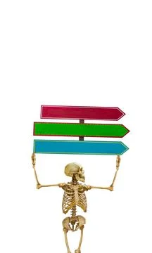Human skeleton with pointers in isolation on a white background Stock Photos