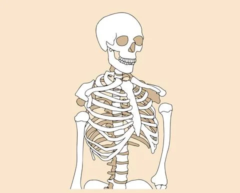 Human skeleton posing isolated over background vector illustration Stock Illustration