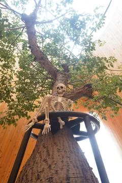 Human skeleton prop sitting on a tree branch outdoor under green leaves Haloween 库存照片
