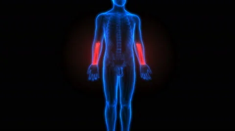 Human Skeleton Radius and Ulna Bones Anatomy Stock-Footage 68979888