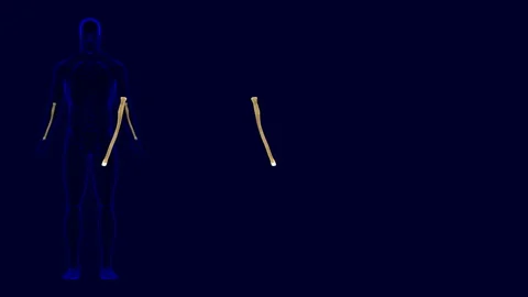 Human skeleton Radius Bone Anatomy 3D Illustration Stock Footage 150895571