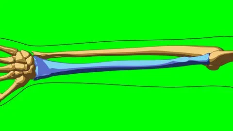 Human skeleton Radius bone anatomy for medical concept 3D illustration Stock Illustration