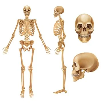 Human skeleton. Realistic front view of bones and joints, medical 3D Stock Illustration