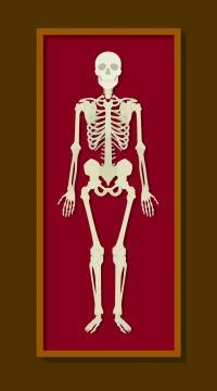 Human skeleton on red box coffin rest Stock-Illustration
