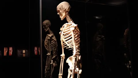 Human skeleton reflecting on life concept Stock Footage 330679783