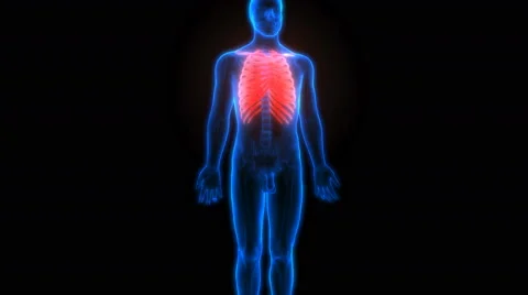Human Skeleton Ribs Anatomy Stock-Footage 68980099