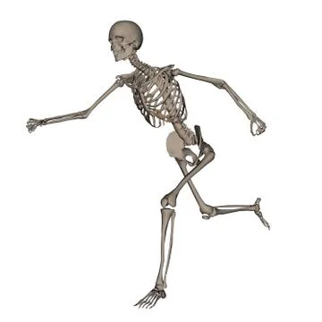 Human skeleton running- 3D render Stock Illustration