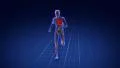 Human skeleton running in cyberspace. 4k or 4k+ Resolution