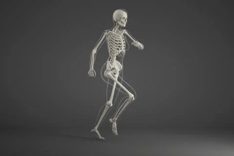 Human skeleton running Stock Illustration