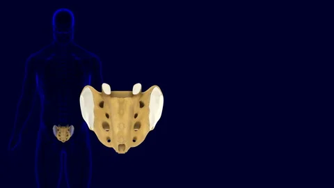 Human Skeleton Sacral Bone Anatomy 3D Illustration Stock Footage 150895497