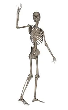Human skeleton saying goodbye - 3D render Stock Illustration