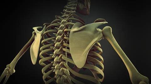 Human skeleton Scapula Bone Anatomy Illustration