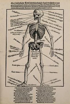 A human skeleton, seen from the front, with labels giving the latin names o.. Stock Illustration