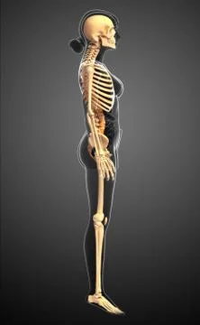 Human skeleton side view Stock Illustration