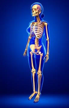 Human skeleton side view Stock Illustration
