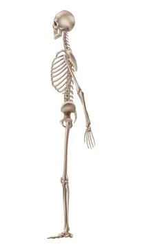 Human skeleton side view. Vector skeleton 3d realistic anatomy イラスト素材