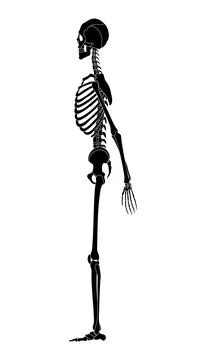 Human skeleton silhouette side view. Vector skeleton 3d realistic anatomy Stock Illustration