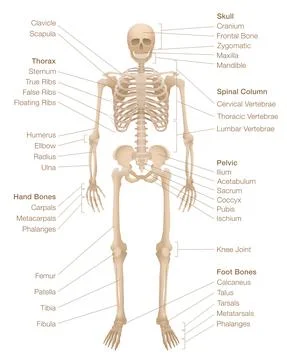 Human Skeleton Skeletal System Chart Labeled Bones Names Stock Illustration