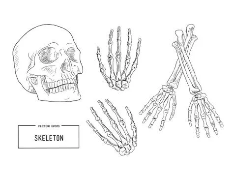 Human skeleton, sketch vector. Stock Illustration