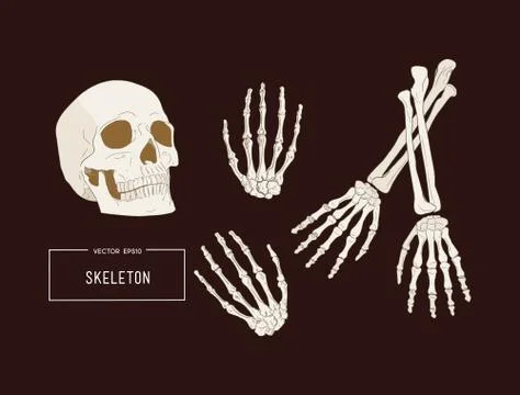 Human skeleton, sketch vector. Stock Illustration