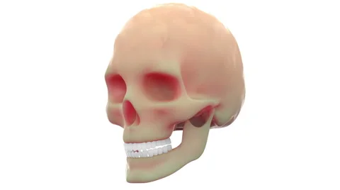 Human Skeleton Skull Anatomy Video stock 65780733