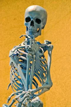 Human skeleton, skull and bones Stock Photos