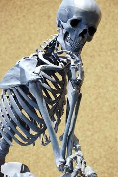Human skeleton, skull and bones Stock Photos
