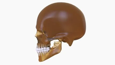 Human Skeleton Skull Bones Anatomy For Medical Concept Stockillustratie