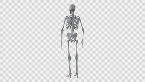 Human skeleton skull bones full body rotating loop perspective view Video stock 235187801