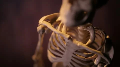 Human skeleton. Skull. Stock Footage 22239695