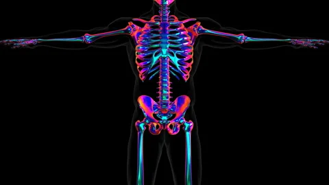 Human skeleton Skull Frontal Bone Anatomy 3D Illustration Stock Footage 241828770