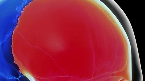 Human skeleton skull frontal bone anatomy for medical concept 3D rendering Stock Footage 277590769