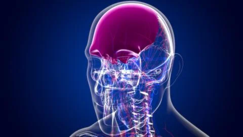 Human Skeleton Skull Frontal Bone Anatomy For Medical Concept Stock Illustration