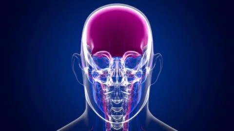 Human Skeleton Skull Frontal Bone Anatomy For Medical Concept Stock Illustration