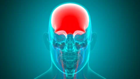 Human Skeleton Skull Frontal Bone Anatomy For Medical Concept Stock Illustration