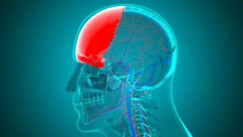 Human Skeleton Skull Frontal Bone Anatomy For Medical Concept Stockillustratie