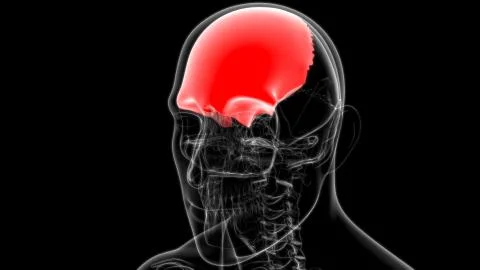 Human Skeleton Skull Frontal Bone Anatomy For Medical Concept Stock Illustration