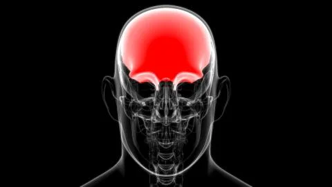 Human Skeleton Skull Frontal Bone Anatomy For Medical Concept Stock Illustration