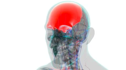 Human Skeleton Skull Frontal Bone Anatomy For Medical Concept Stock Illustration
