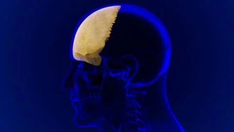 Human Skeleton Skull Frontal Bone Anatomy For Medical Concept Stock Illustration