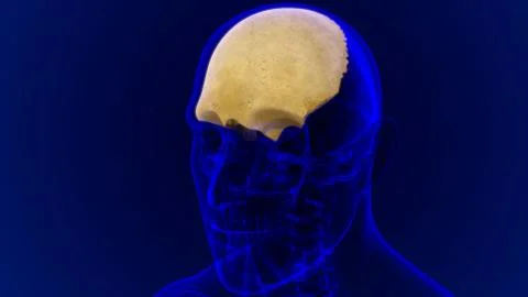 Human Skeleton Skull Frontal Bone Anatomy For Medical Concept Ilustración de archivo