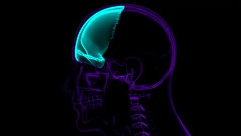 Human Skeleton Skull Frontal Bone Anatomy For Medical Concept Stock Illustration