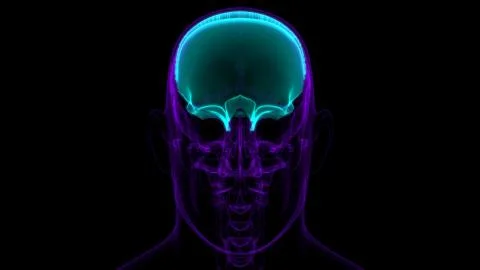 Human Skeleton Skull Frontal Bone Anatomy For Medical Concept Ilustración de archivo